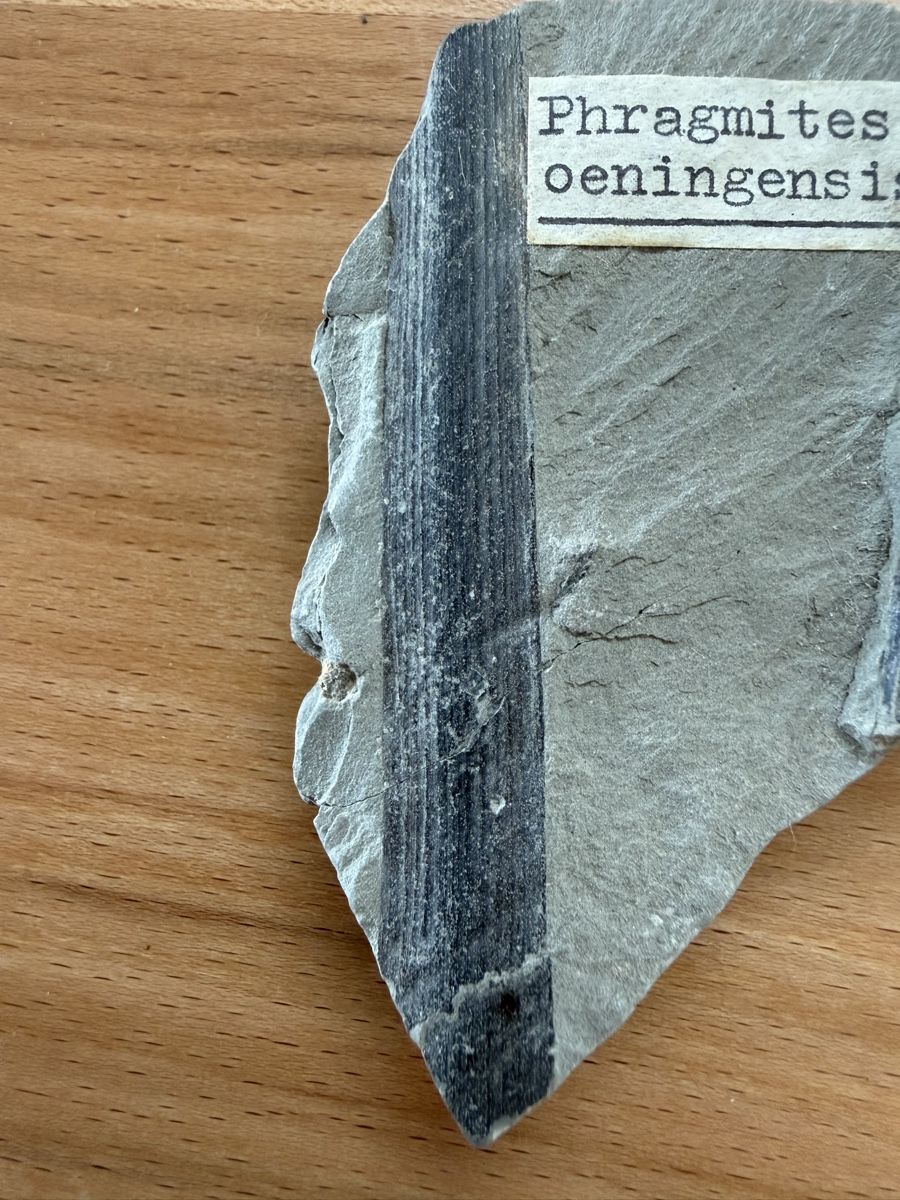 Fossili: Versteinerung fossiles Schilf – Usato da Grenchen venduto da Bastet007 2