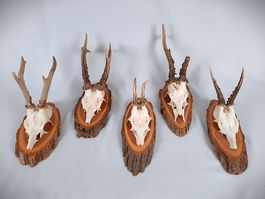 Reh Geweihe 5er Set auf Laubholz (Trophäen)