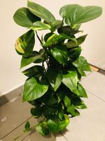 XXL POTHOS 60-70 cm  Zierkletterpflanze