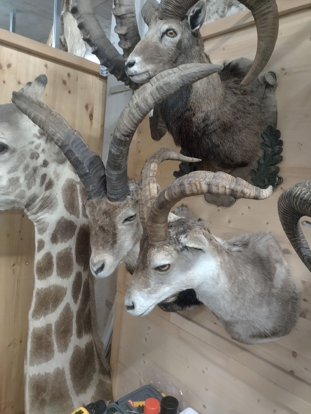 Il mondo degli animali: zwei wunderschöne Spanische Steinböcke, Präparat – Usato da Wettingen venduto da Bwalti 2