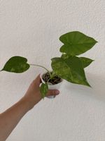 Alocasia Gaganea Variegata im SB-Topf