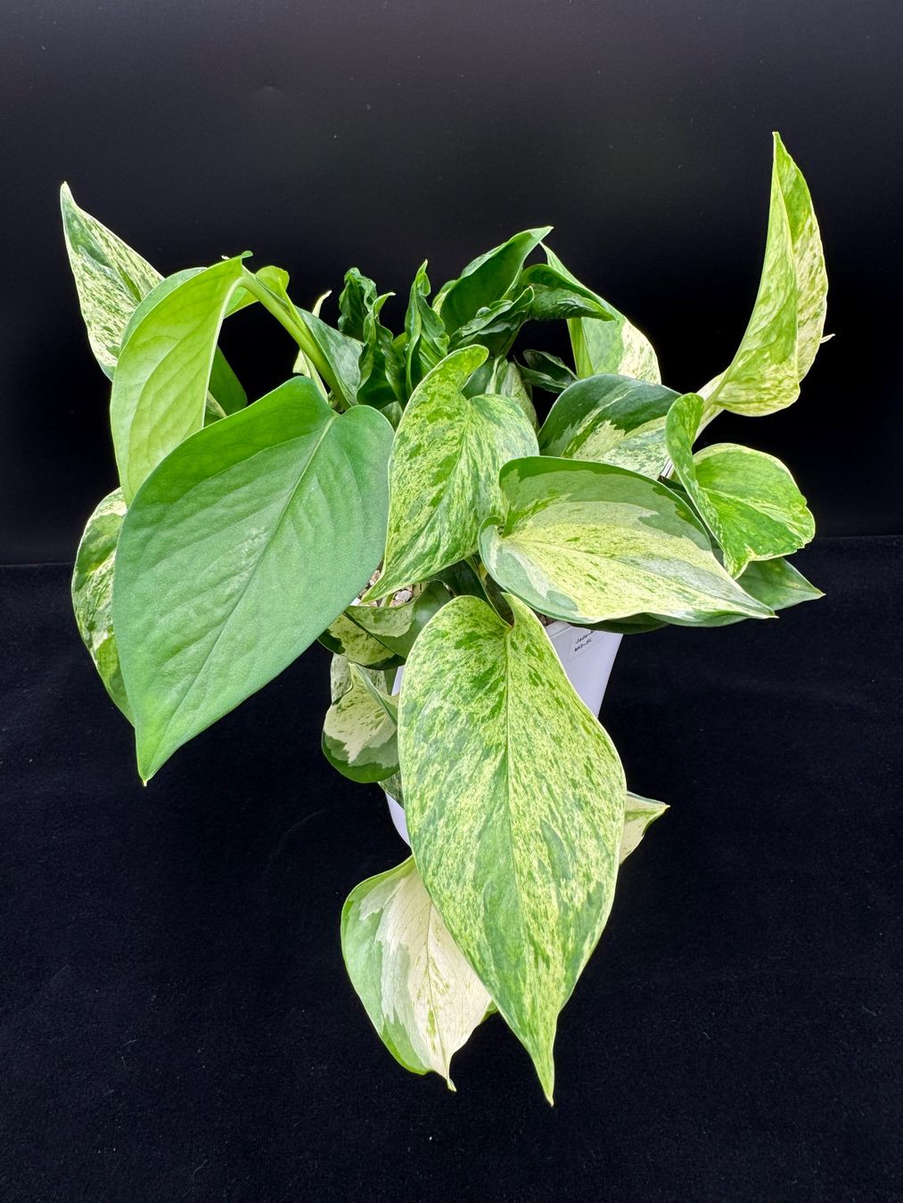 Piante & sementi: Epipremnum aureum, diverse Arten in Semihydro – Nuovo (secondo la descrizione) da Bühler venduto da googelibear 4