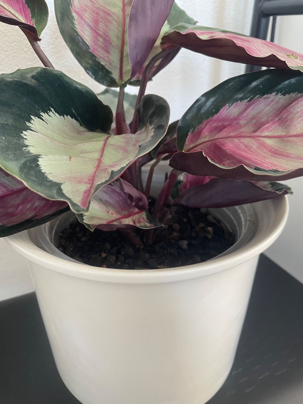 Pflanzen & Samen: Calathea Roseopicta with ceramic pot – Gebraucht aus Uster von momogarden 2
