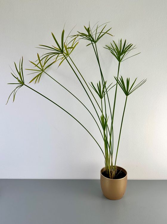 monstera schale Schmuckschale Monstera Blatt
