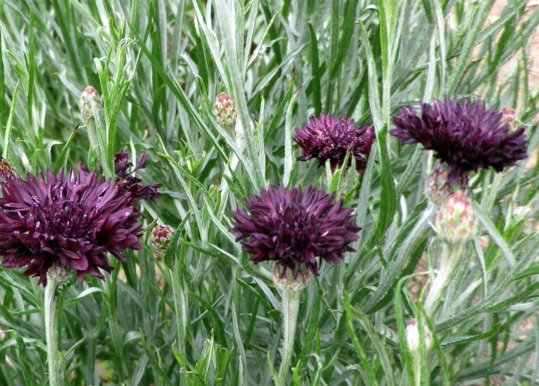 Pflanzen & Samen: 300 Samen Kornblume Black Ball – Neu (gemäss Beschreibung) aus Ehrendingen von VerveinaSamen 4