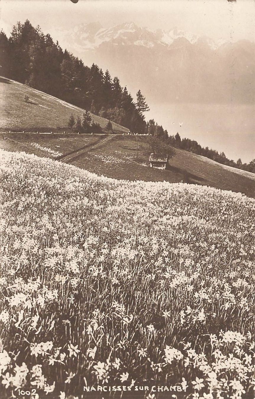 Cartoline postali: Chamby (VD) blühende Narzissen – Usato da Biasca venduto da Blenio71