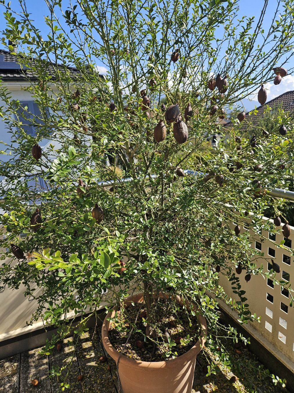 Pflanzen & Samen: Kaviarlimette 160cm im Topf – Gebraucht aus Thun von bru_hs8s