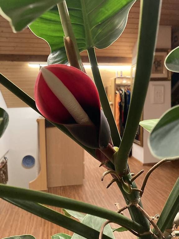 Plantes & graines: Zimmerpflanze zu verkaufen  – D'occasion à zürich par Apfel2 2