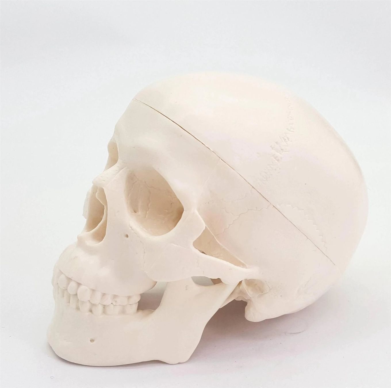 Attrezzature mediche: Mini Menschlicher Anatomischer Schädel – Nuovo e nell'imballaggio originale da Wittenbach venduto da ChinaSeidenstrasse