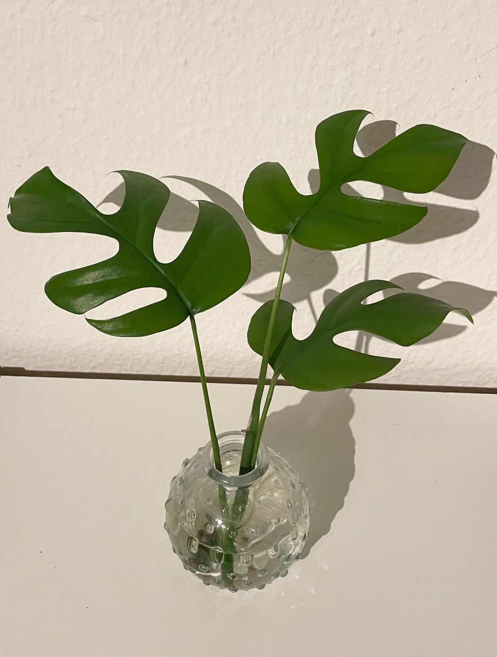 Piante & sementi: Kleine Monstera Minima Stecklinge – Usato da Zürich venduto da mar_xfn9