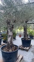 Olivenbaum