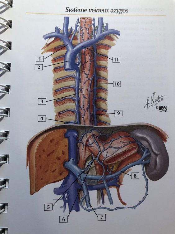 Livre de médecine: MEMOFICHE ANATOMIE: TRONC, NETTER (Gebraucht) in ...