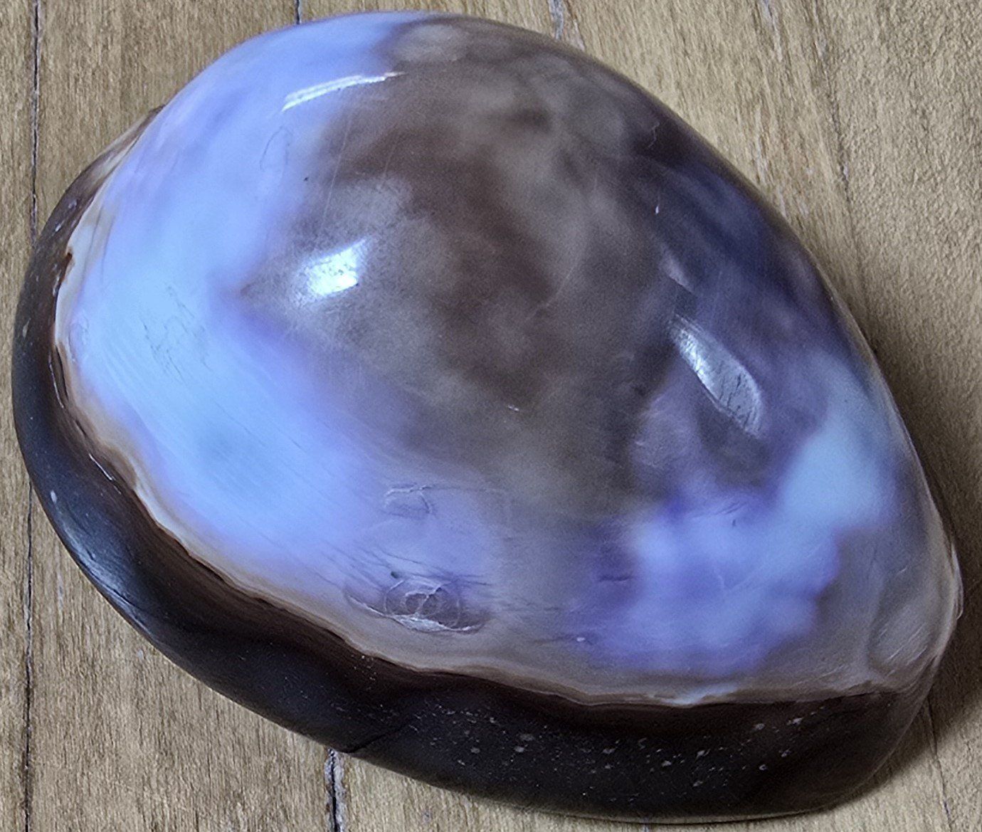 Fossili: Wunderschöne echte Meeresmuschel ca. 8.5 cm – Usato da Froideville venduto da xXSebastienXx