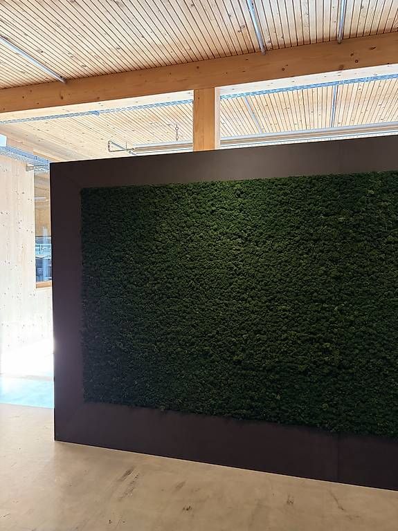 Tutte le decorazioni: Grosse Echtmooswand mit dunklem Rahmen  3,5 × 1,5 Meter – Usato da Wallisellen venduto da 202_9n2x 2