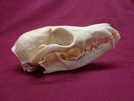 Fuchs - Schädel, Zähne, Kiefer, Dekoration, Jagd, Kopf