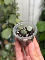 Hoya serpens silver  🦄✨