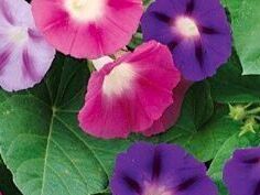 Plantes & graines: 30 Samen Kletter Blumen  “TRICHTERWINDE” – Neuf avec emballage d'origine à Rovio par POSITIFFARTandPLANTS 5