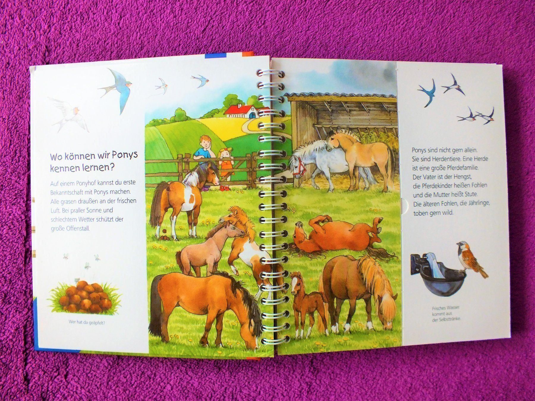 Libri: Wieso Weshalb Warum Junior - Das Pony – Usato da Müllheim Dorf venduto da Seeeule01 2