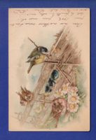 OISEAU - Mésange et petits