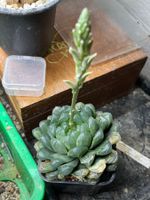 Variegated Haworthia cooperi var. obtusa