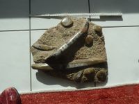 Orthoceras – Fossilien Platte aus Marokko