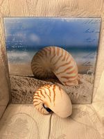 Glasbild mit Original Nautilus Muschel