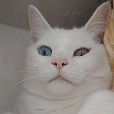 Profile image of Vorduba
