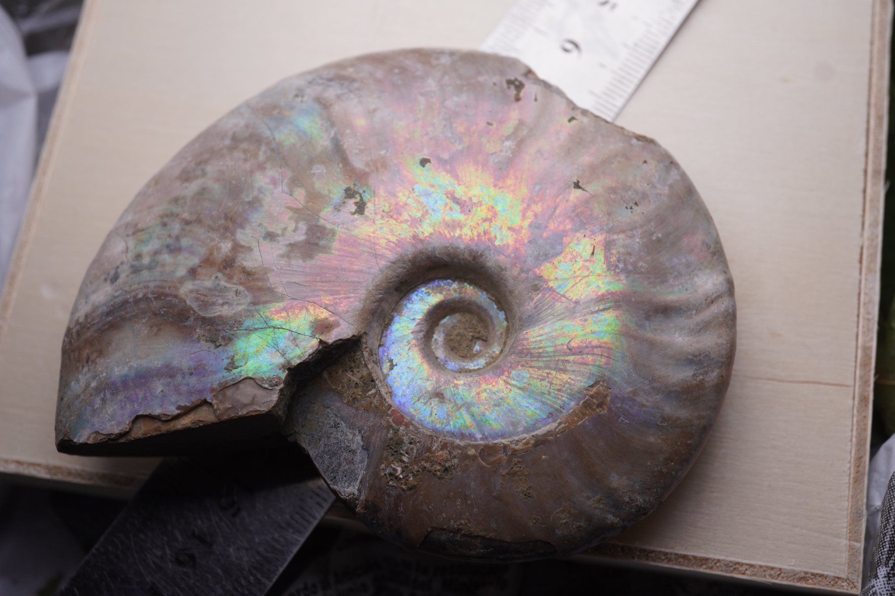 Minéraux & Lithothérapie: Ammonit  Opalisiert   Wunderschön  ca  95mm – Neuf avec emballage d'origine à Eschenbach SG par topstone 6
