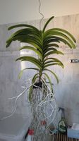 Grosse Vanda mit violetten Blüten