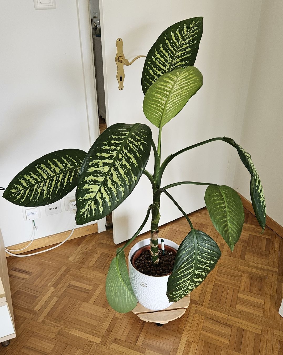 Piante & sementi: Zimmerpflanze "Dieffenbachia" – Usato da Emmenbrücke venduto da L_W 4