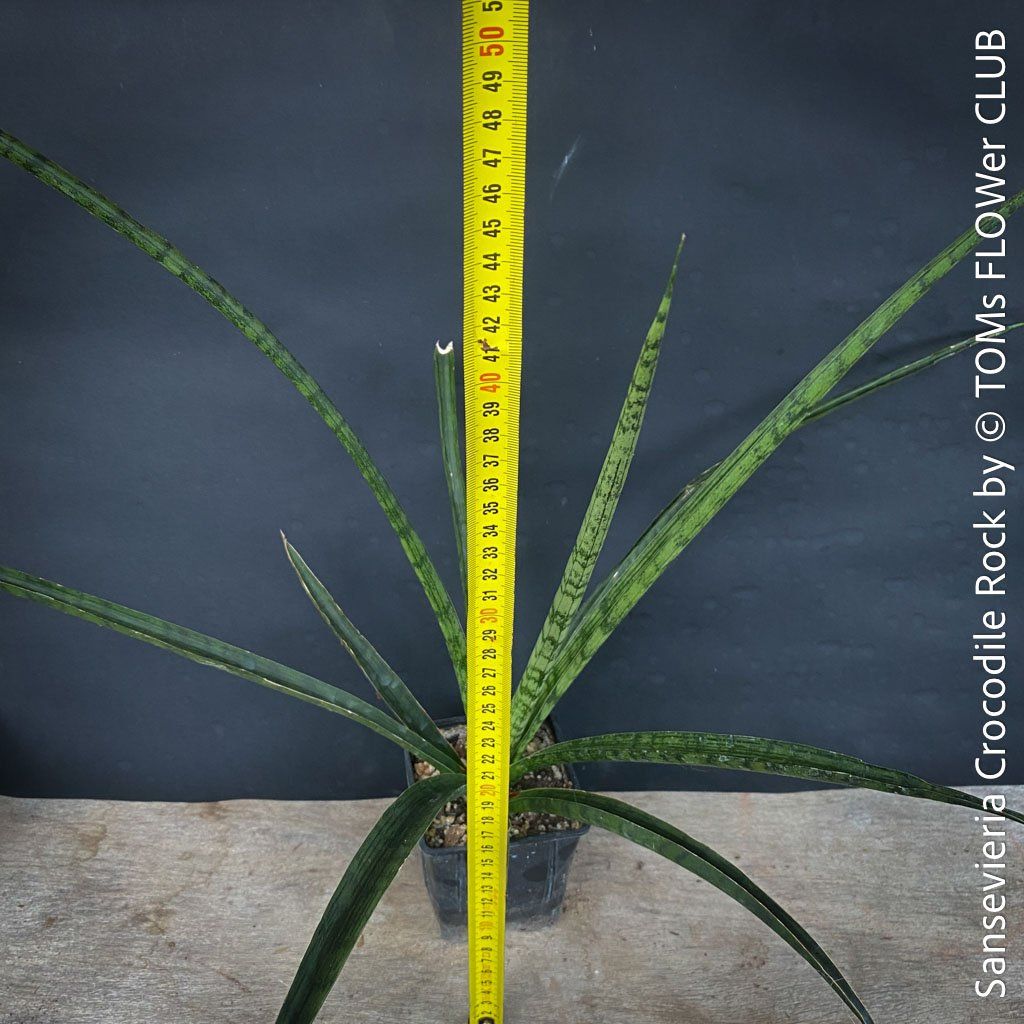 Piante & sementi: Sansevieria Crocodile Rock - 100% Bio-Anzucht – Nuovo e nell'imballaggio originale da Adliswil venduto da astom369 9