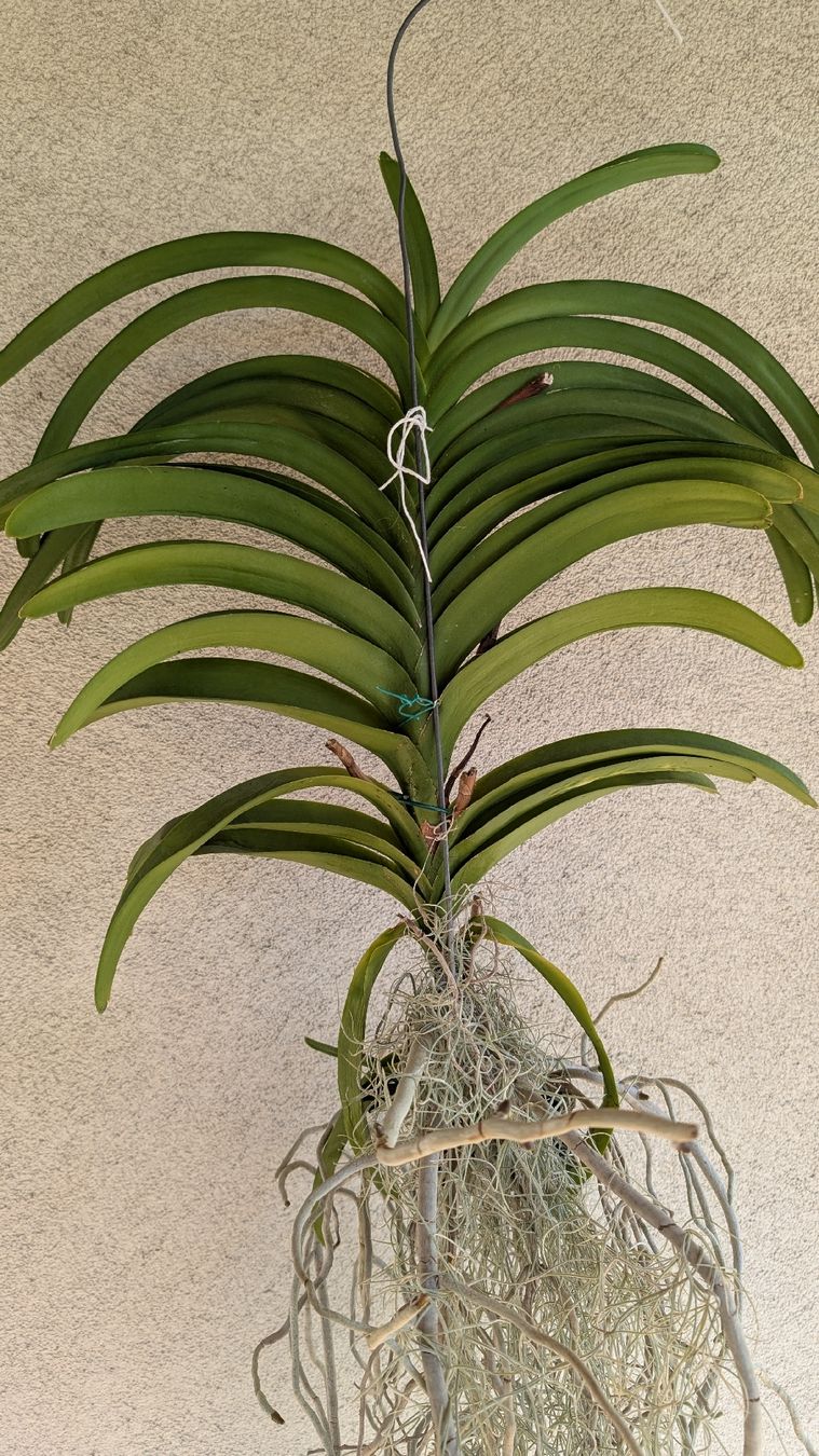 Pflanzen & Samen: Vanda Orchidee blau/violett Blüte – Gebraucht aus Untervaz von Lyraia 2