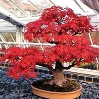 ERABLE DE L'AMOUR  ( acer ginnala ) 20cm