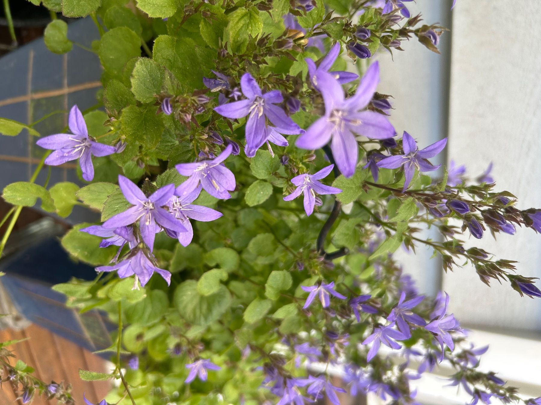 Piante & sementi: Winterharte Campanula dekoriert – Usato da Frauenfeld venduto da Irene.Schuppli 2