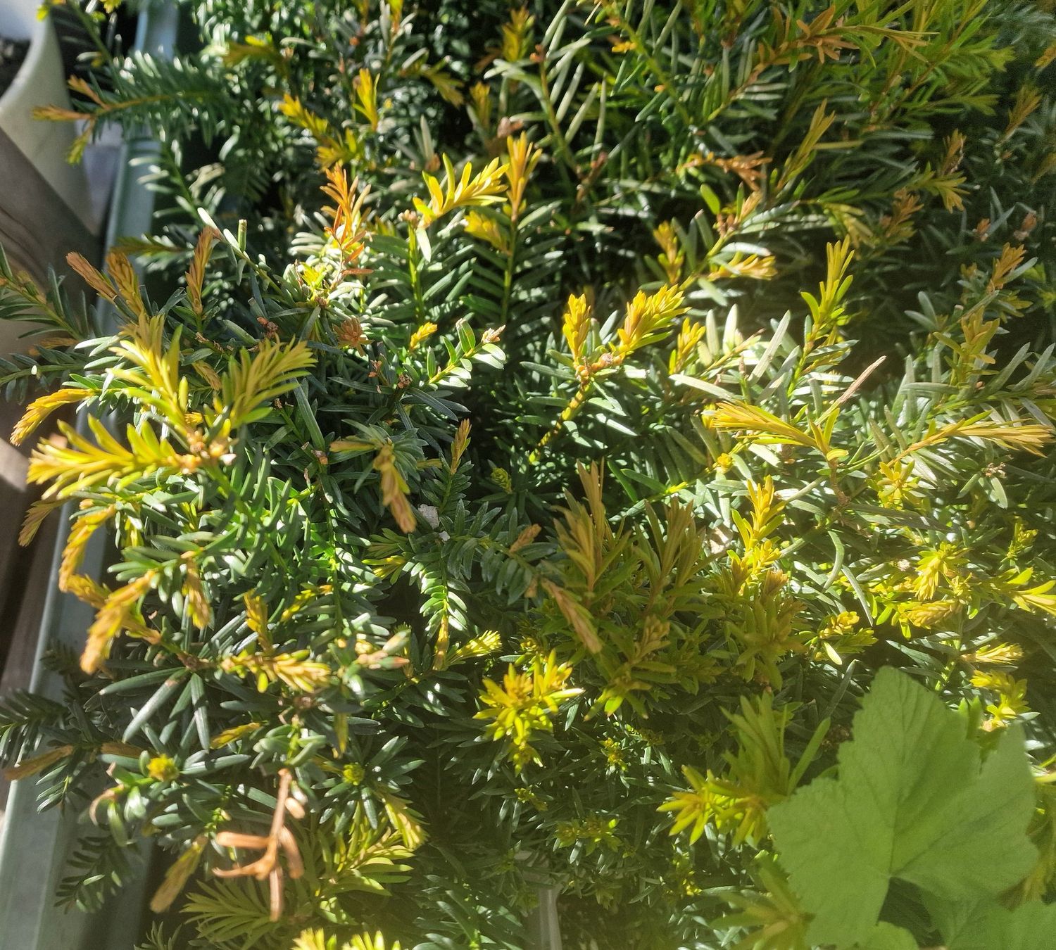Pflanzen & Samen: Eibe Taxus baccata – Neu (gemäss Beschreibung) aus Uerkheim von Justi.y 7