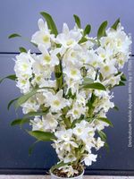 Dendrobium Nobile 'Apollon White' - weisse Prachtblüte