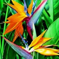 Ornamental Pflanze XL: 120 cm Strelitzia "Paradiesvogel"🌾