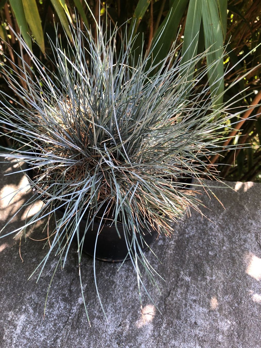 Pflanzen & Samen: Blauschwingel im Topf – Gebraucht aus Zürich von peterle01