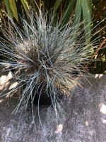 Blauschwingel im Topf