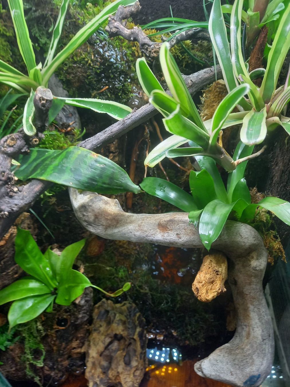 Terrario: Terrarium 40x50x60 Regenwald - NEU – Nuovo (secondo la descrizione) da Kleinlützel venduto da aller-l-ei 5