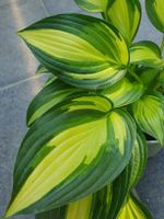 Hosta / Funkie
