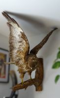 Präparat Bussard, Ansitz, naturgetreu, guter Zustand