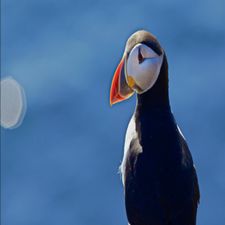 Profile image of Dzeus