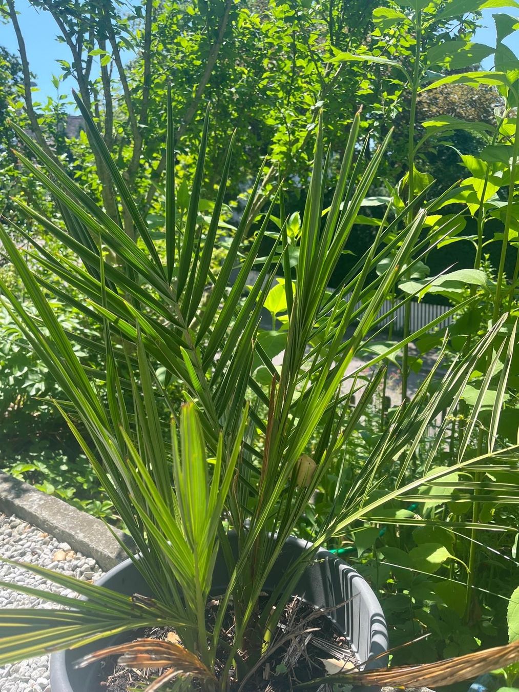 Plantes & graines: Dattelpalme – D'occasion à Zürich par ele_8tmk