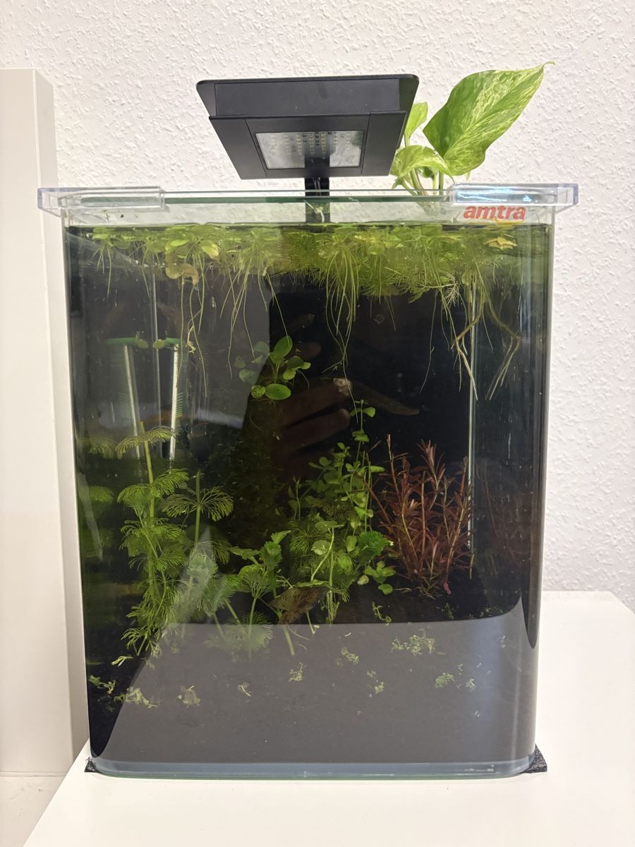 Acquari: Nano Aquarium 18L von Amtra – Nuovo (secondo la descrizione) da Olten venduto da Harushido 1