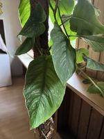 Grosse Monstera Dubia - Ab 1.– CHF