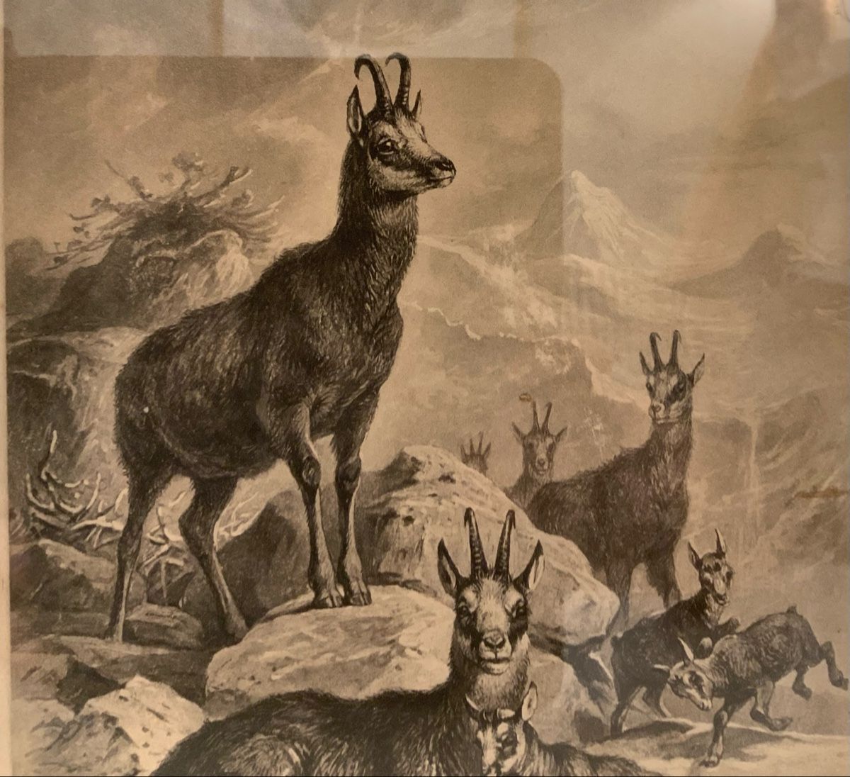 Gemälde: Tableau avec chamois signé Frédéric Specht – Gebraucht aus rolle von Tontonjulot 3