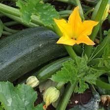 Piante & sementi: Zucchini, 5 Samen – Nuovo (secondo la descrizione) da Eschen venduto da Saemereien24