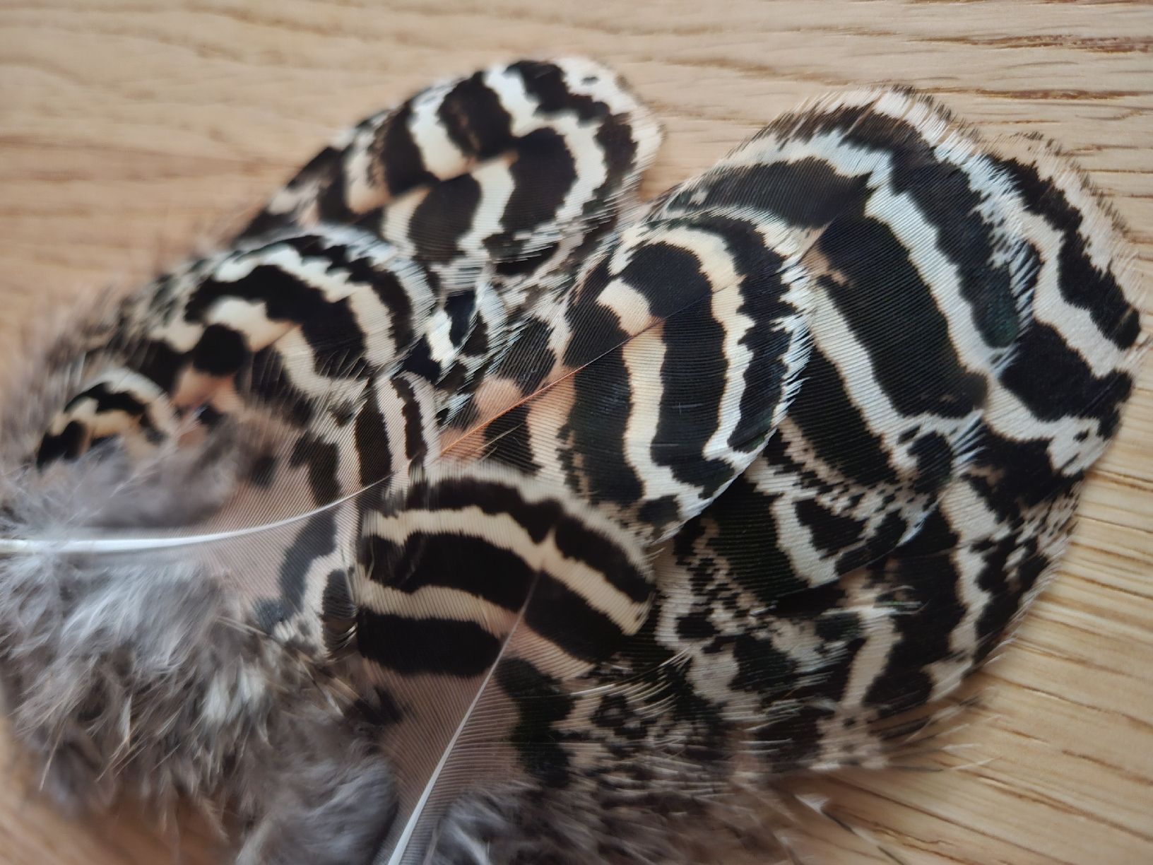 Welt der Tiere: Federn Pfau – Neu (gemäss Beschreibung) aus Wallenwil von luc_mei 1