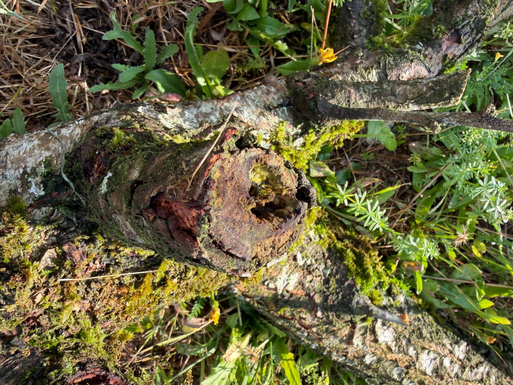 Articoli in legno: Insektenhotel Pflaumenbaum oder zum Basteln – Usato da Huttwil venduto da Burk3 2
